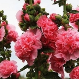 Malva frotir višegodišnja: opis, fotografija